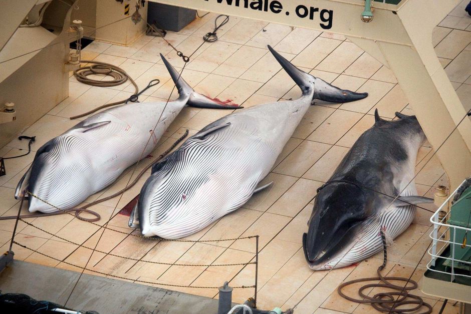Dead Minke whales on a Japanese whaling boat [Image Attribute: ABC]