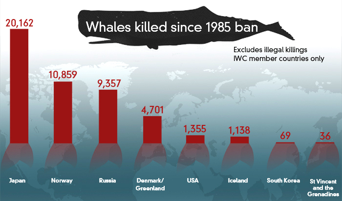 How Japan's whaling compares to other countries'. [Image Attribute: ABC Fact Check]